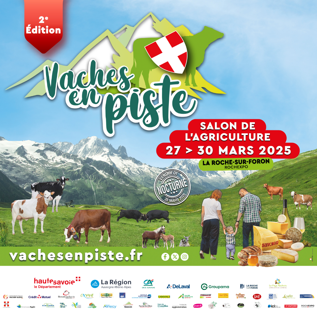 Vaches en piste